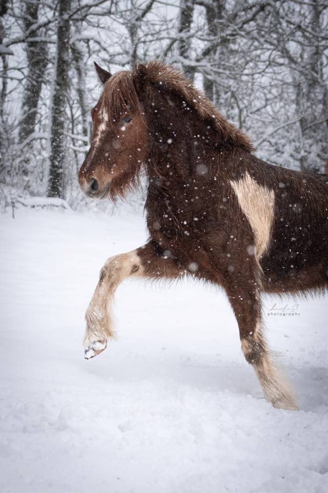 Merrie Andere pony rassen Te koop 2019 Bont