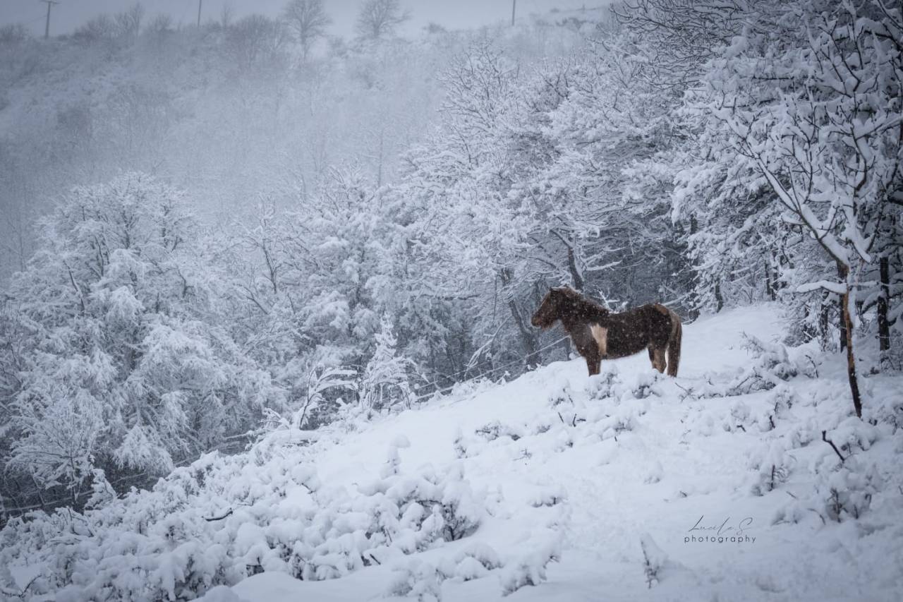 Merrie Andere pony rassen Te koop 2019 Bont