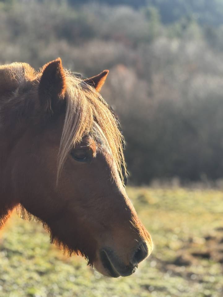 Merrie Andere pony rassen Te koop 2019 Bont