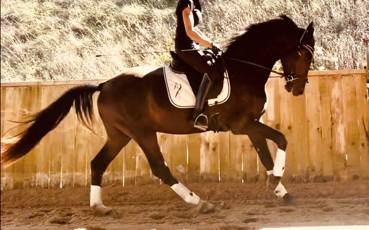 Ruin KWPN Nederlands sportpaard Te koop 2023 Bruin / Bai ,  Blue Hors Santiano