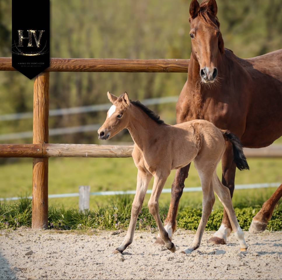 Veulen (vr) KWPN Nederlands sportpaard Te koop 2026 Isabel ,  Qatar LP
