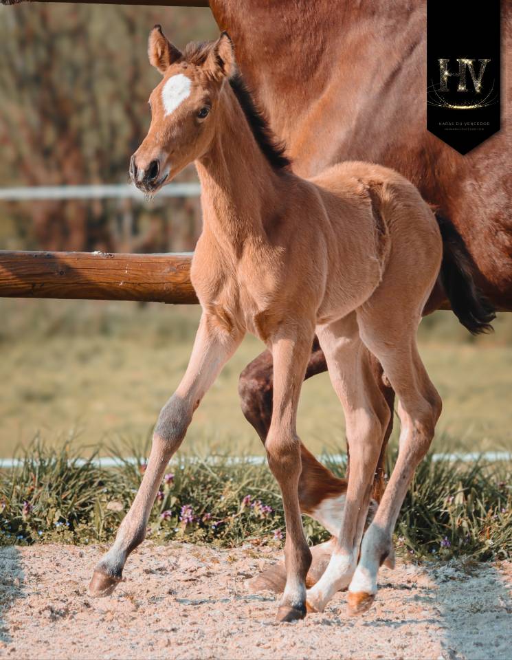 Veulen (vr) KWPN Nederlands sportpaard Te koop 2026 Isabel ,  Qatar LP