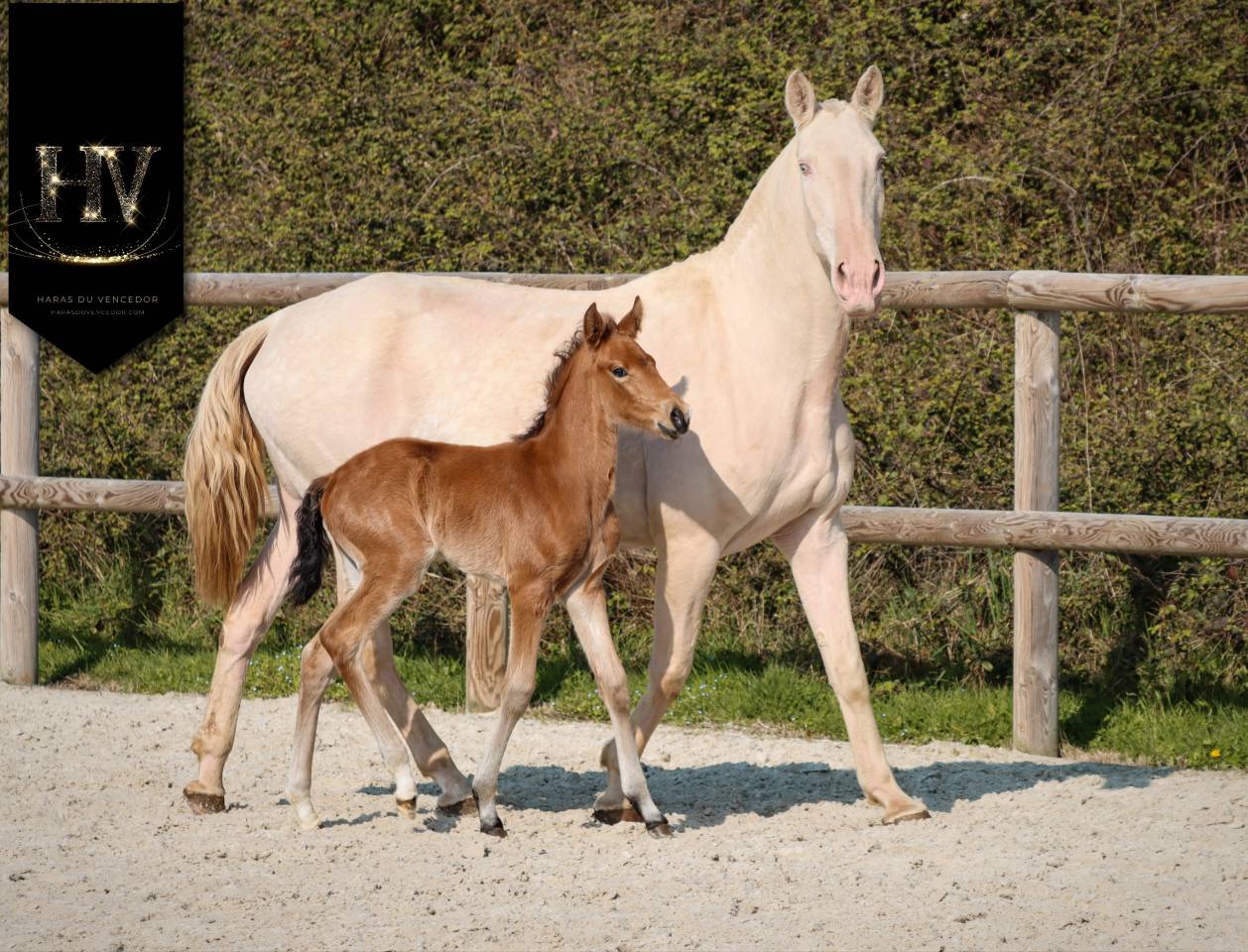 Veulen (ml) Lusitano Te koop 2026 Isabel ,  Rei Du Parc