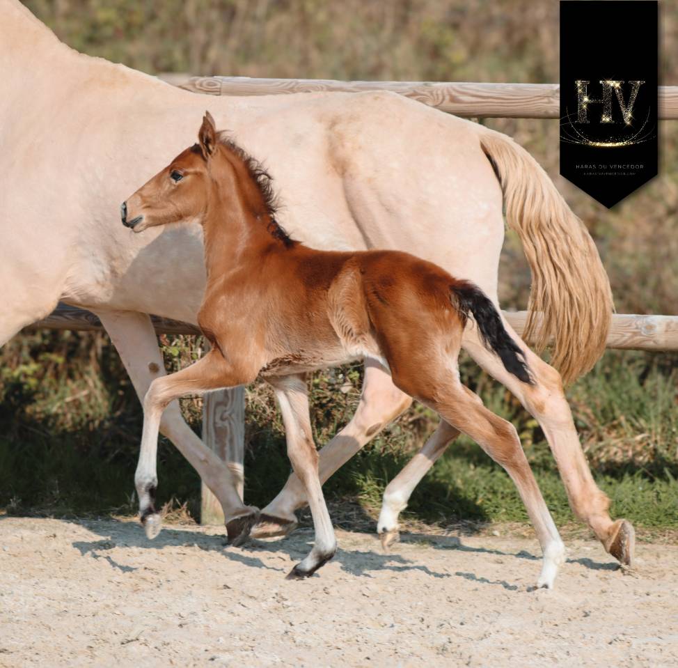 Veulen (ml) Lusitano Te koop 2026 Isabel ,  Rei Du Parc