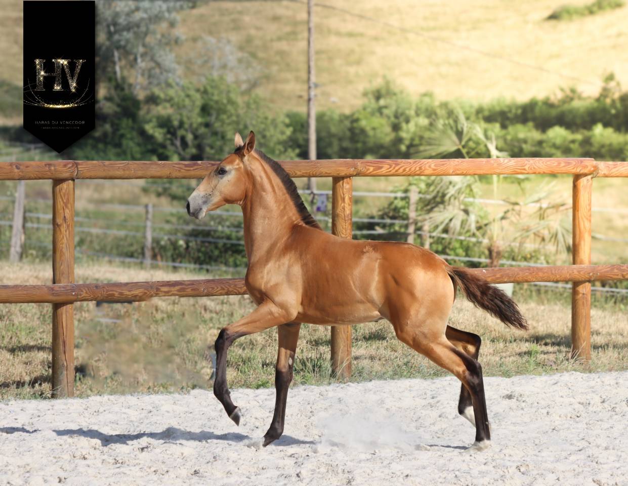 Veulen (ml) Lusitano Te koop 2026 Isabel ,  Rei Du Parc
