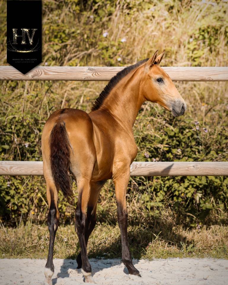 Veulen (ml) Lusitano Te koop 2026 Isabel ,  Rei Du Parc