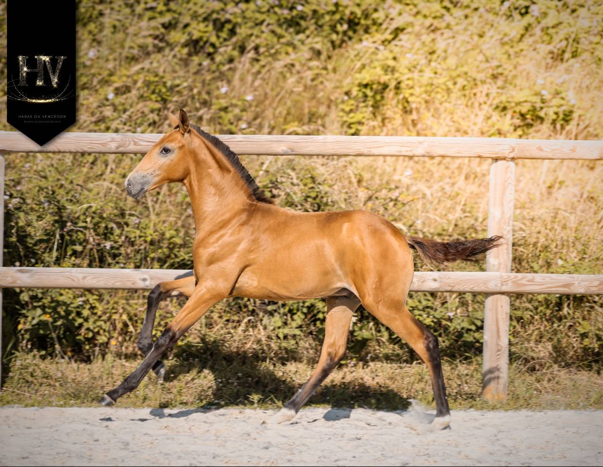 Veulen (ml) Lusitano Te koop 2026 Isabel ,  Rei Du Parc