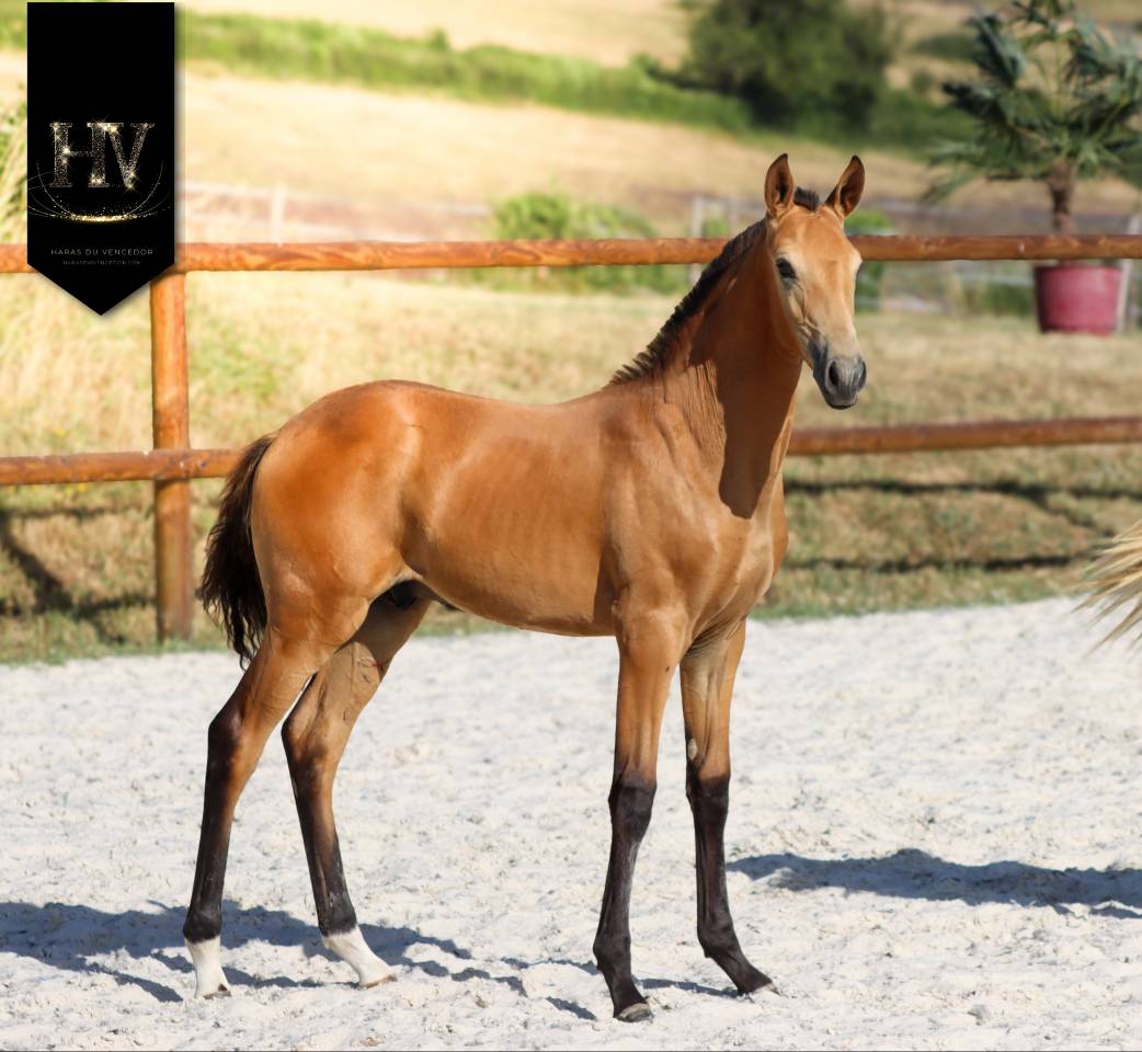 Veulen (ml) Lusitano Te koop 2026 Isabel ,  Rei Du Parc