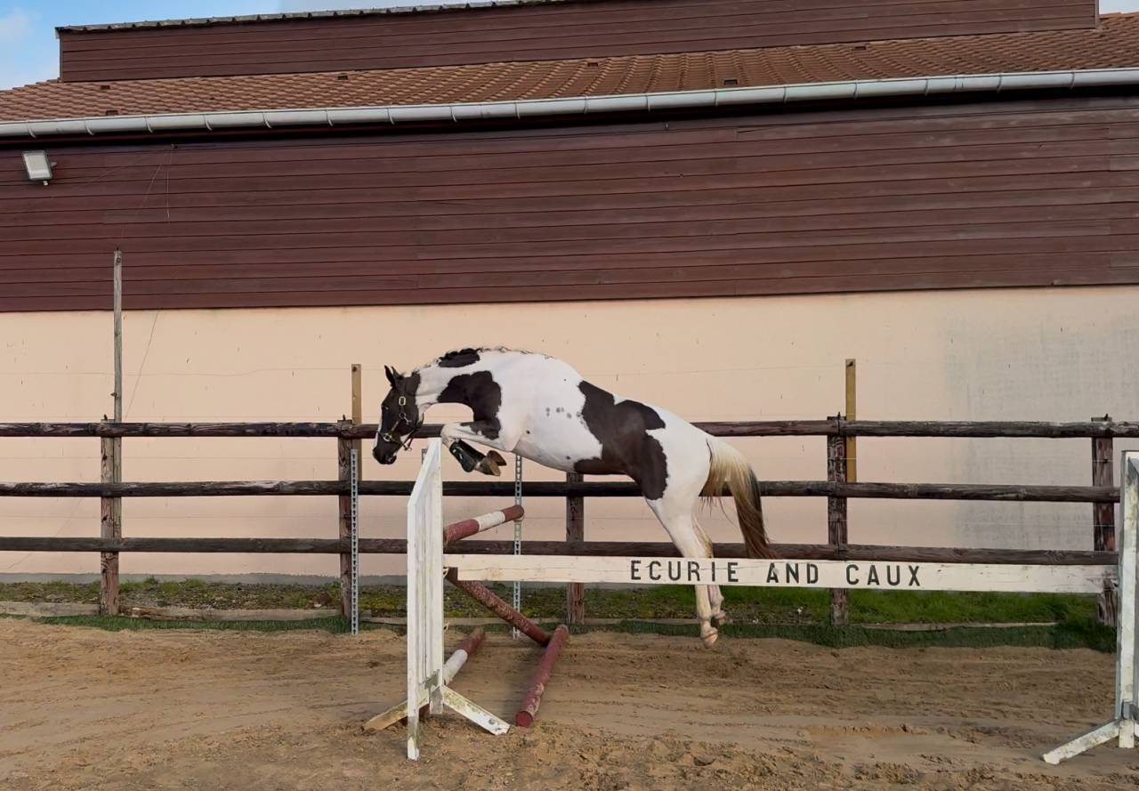 LINVICTUS D'ENJOY - AES Anglo European Studbook 2021