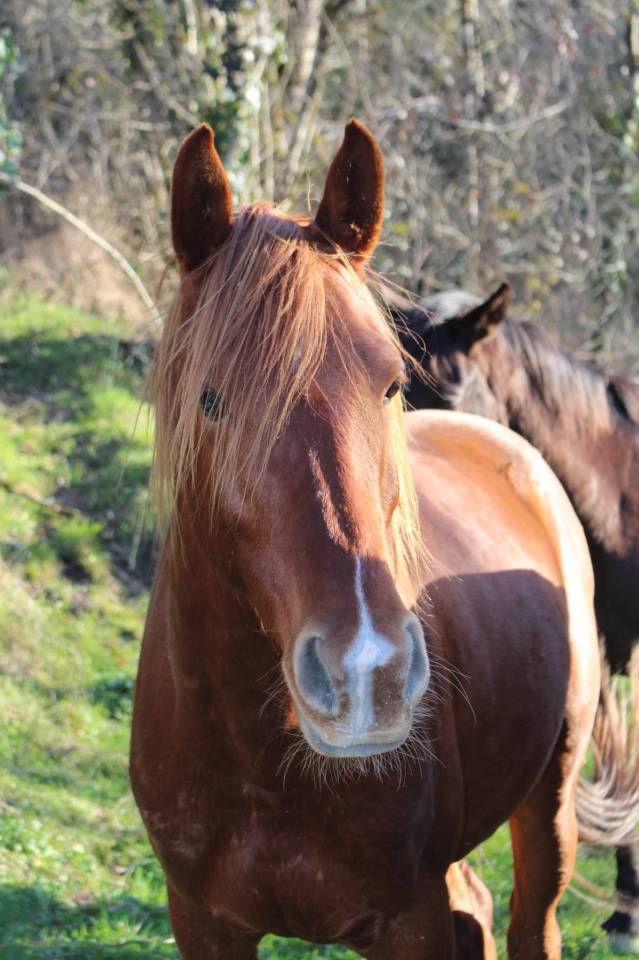 Ruin Arabisch volbloed Te koop 2020 Vos ,  AVALON CRAZY