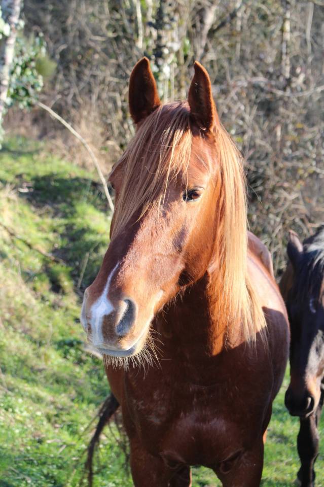 Ruin Arabisch volbloed Te koop 2020 Vos ,  AVALON CRAZY