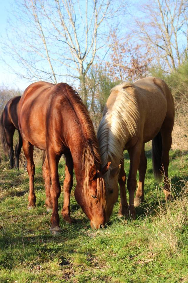 Ruin Arabisch volbloed Te koop 2020 Vos ,  AVALON CRAZY