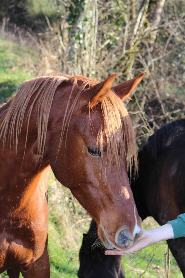 Ruin Arabisch volbloed Te koop 2020 Vos ,  AVALON CRAZY