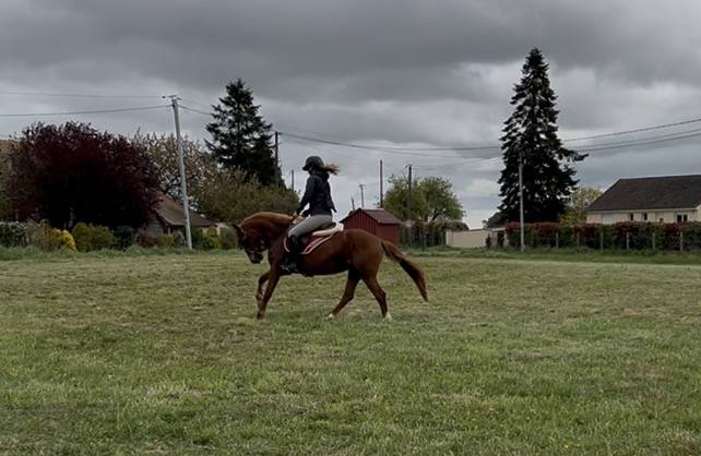 Merrie Franse rijpony PFS Te koop 2021 Koffie vos ,  MISTRAL OLIVER