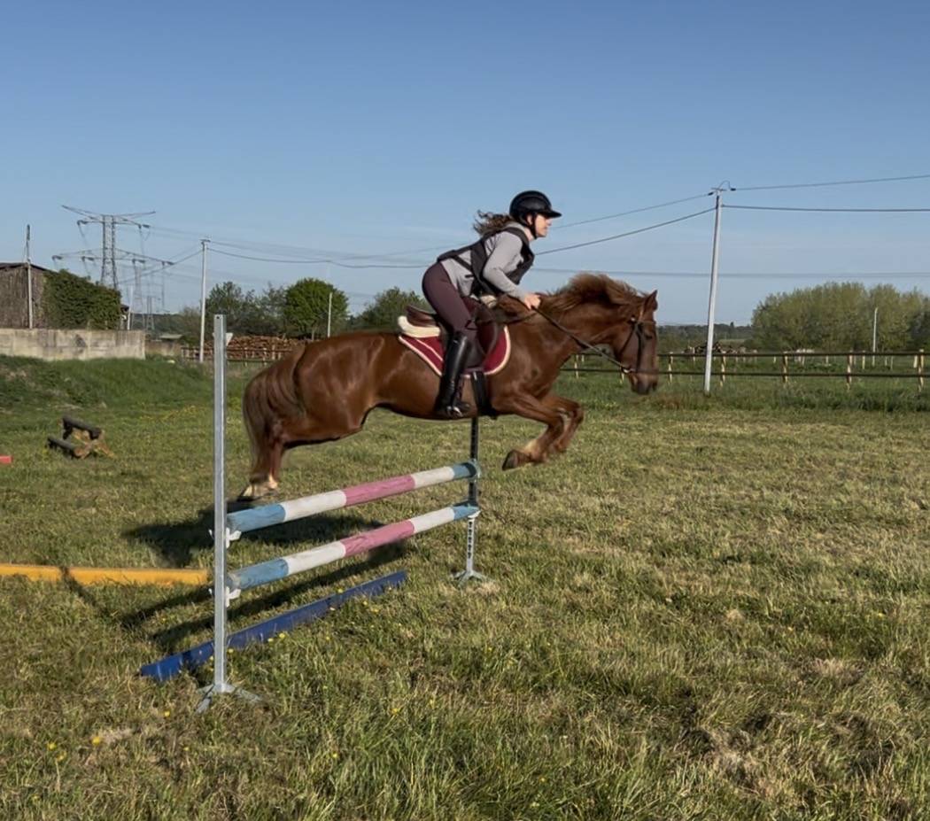 Merrie Franse rijpony PFS Te koop 2021 Koffie vos ,  MISTRAL OLIVER