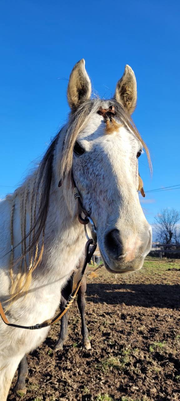 Dekhengst Bekend ras Te koop 2017 Bont ,  GP DAKOTA DANCER (USA)