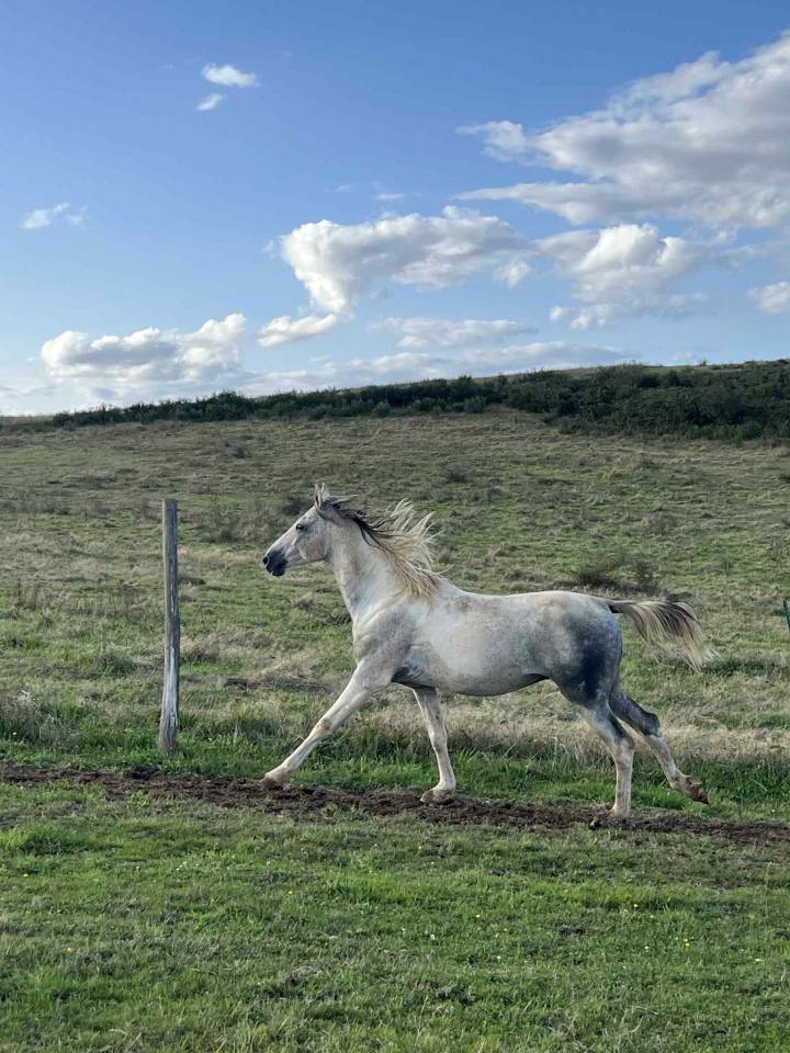 Dekhengst Bekend ras Te koop 2017 Bont ,  GP DAKOTA DANCER (USA)