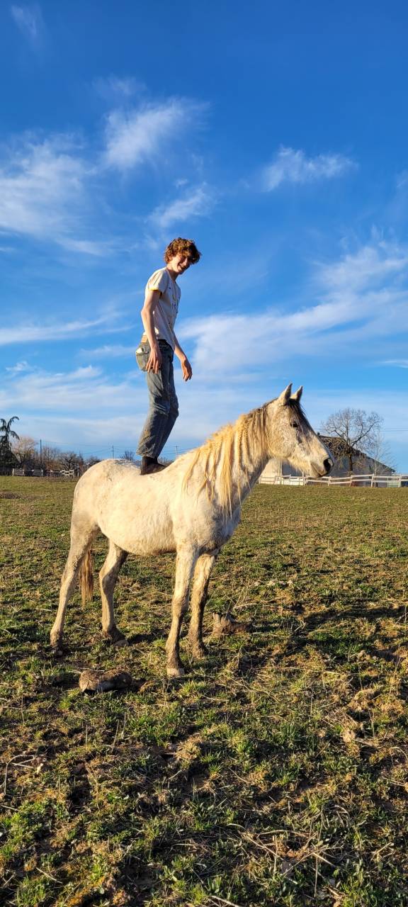 Dekhengst Bekend ras Te koop 2017 Bont ,  GP DAKOTA DANCER (USA)