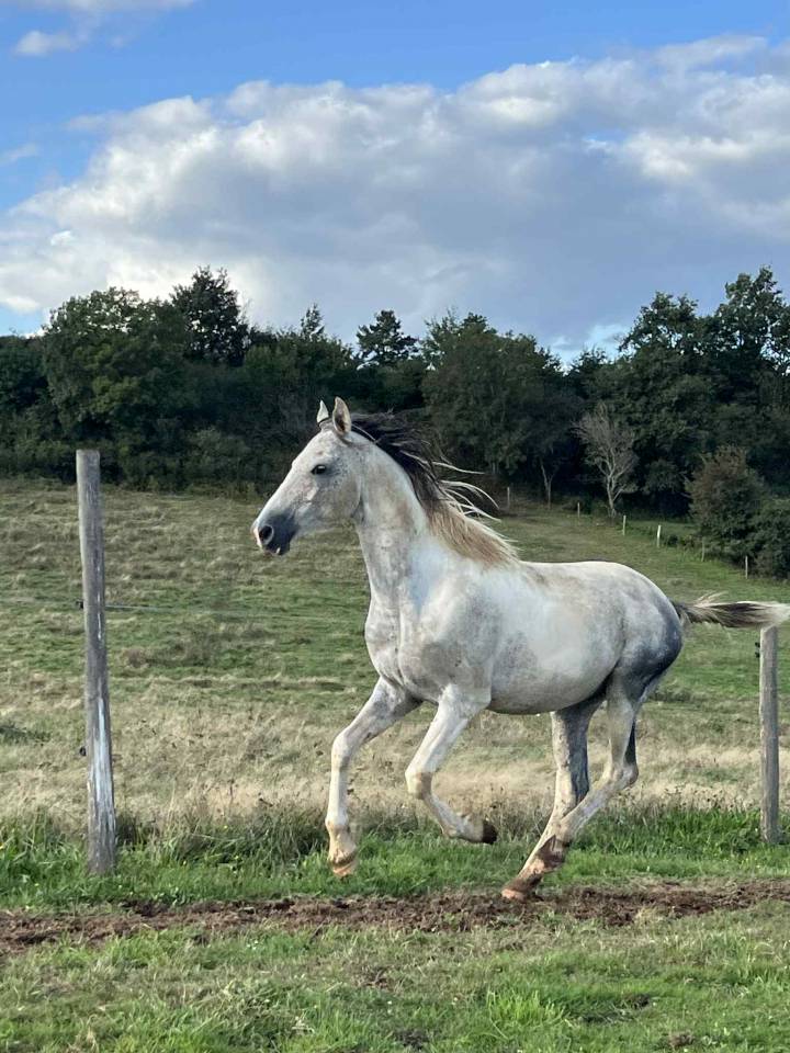 Dekhengst Bekend ras Te koop 2017 Bont ,  GP DAKOTA DANCER (USA)