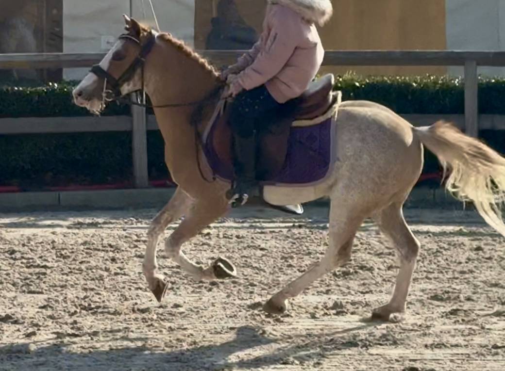 Ruin Welsh Pony (Section B) Te koop 2016 Zweetvos