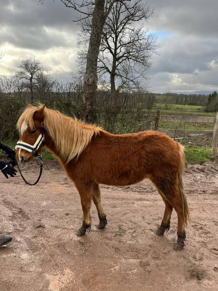 Merrie Ras onbekend Te koop 2024 Vos