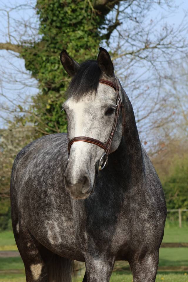 Ruin Selle Fran&ccedil;ais Te koop 2020 Schimmel ,  MYLORD CARTHAGO