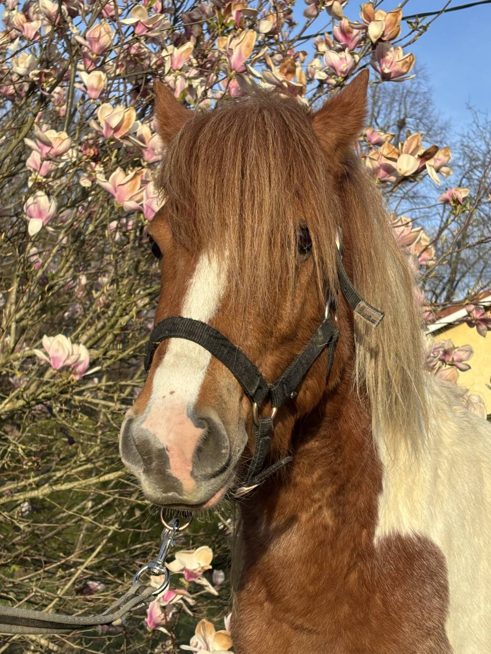 Hengst Ras onbekend Te koop 2022 Bont