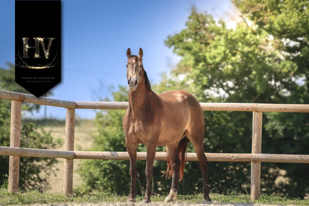 Merrie AES Anglo European Studbook Te koop 2020 Isabel ,  Kjento