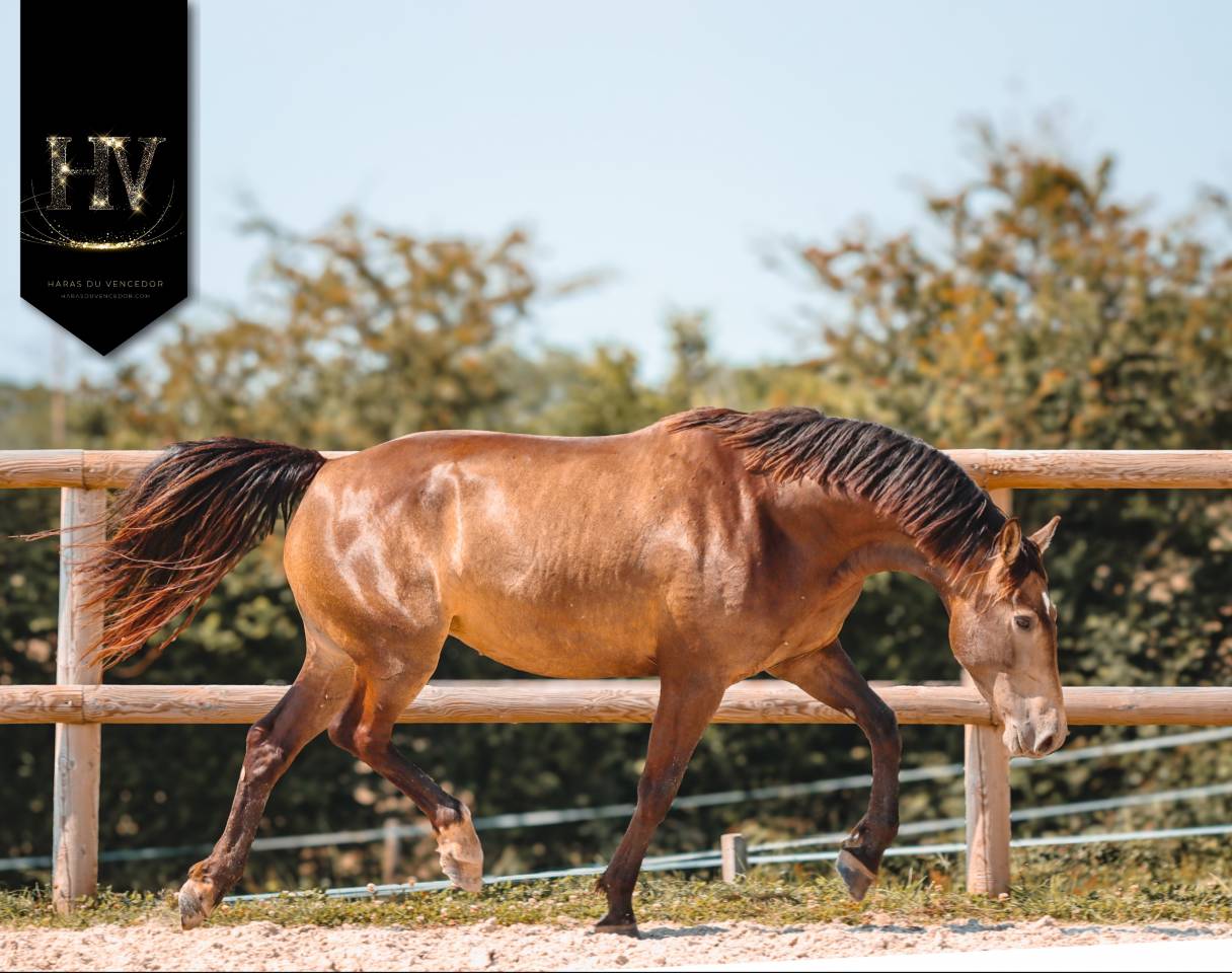 Merrie AES Anglo European Studbook Te koop 2020 Isabel ,  Kjento