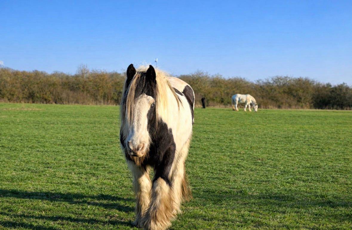Hippisch vastgoed Koop Eure