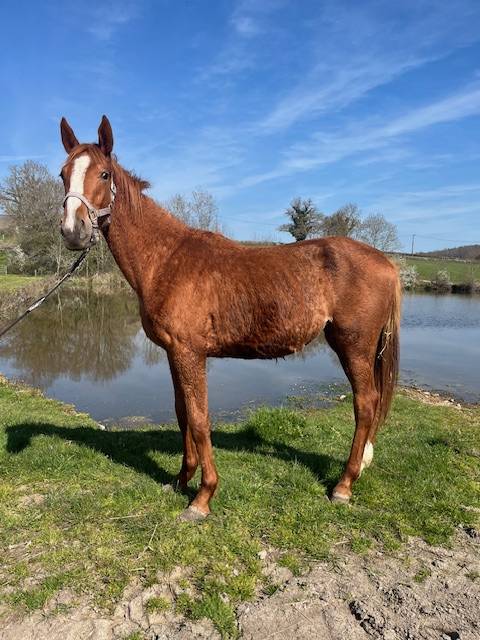 Veulen (vr) Selle Fran&ccedil;ais Te koop 2024 Vos ,  ROY DE LA VALLEE