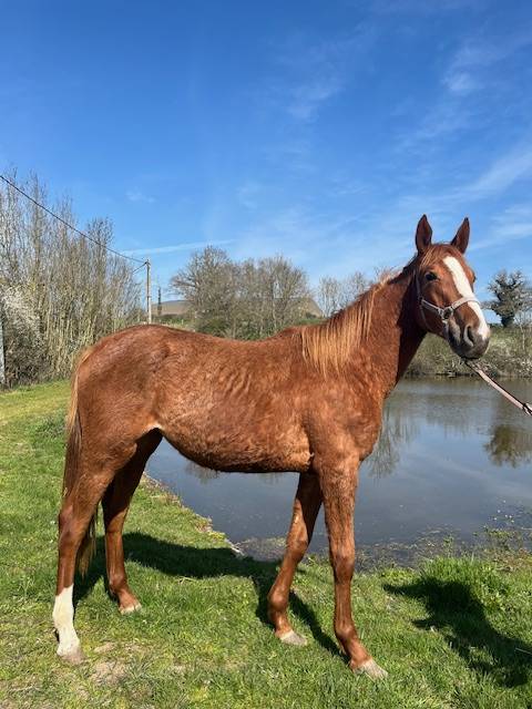 Veulen (vr) Selle Fran&ccedil;ais Te koop 2024 Vos ,  ROY DE LA VALLEE