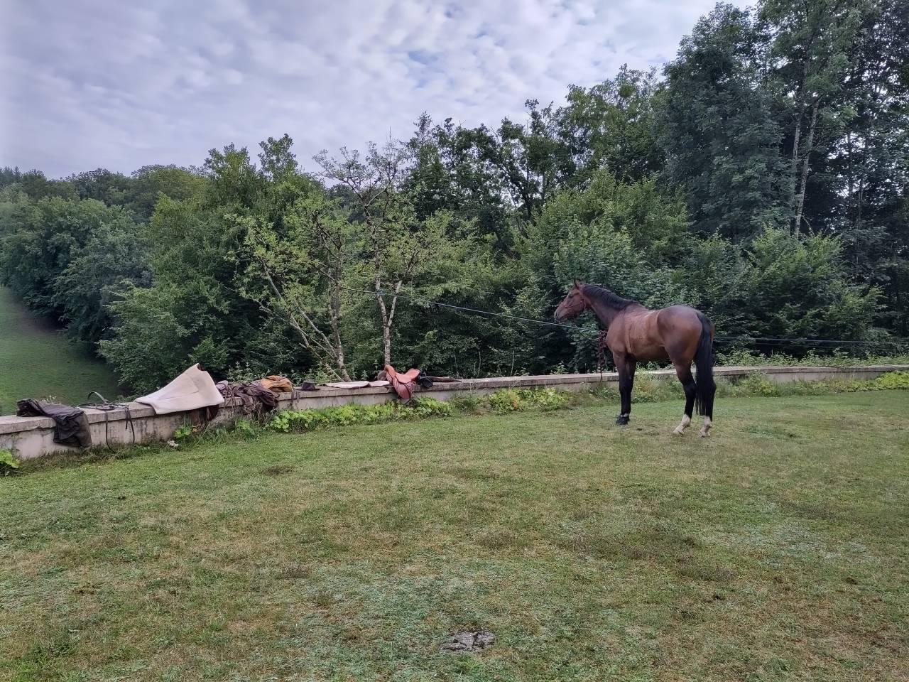 Ruin Belgisch sportpaard Te koop 2018 Donker bruin / bai