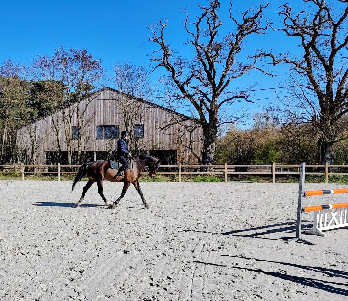 Ruin Belgisch sportpaard Te koop 2018 Donker bruin / bai