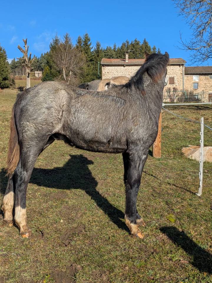 Hengst Welsh Partbred Te koop 2025 Schimmel