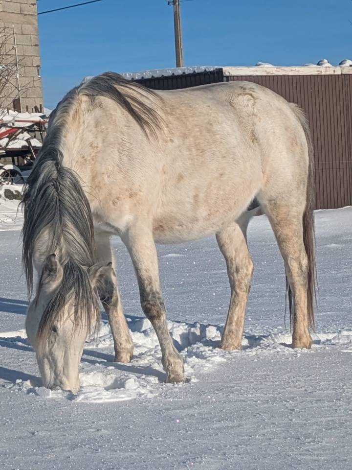Hengst Welsh Partbred Te koop 2025 Schimmel