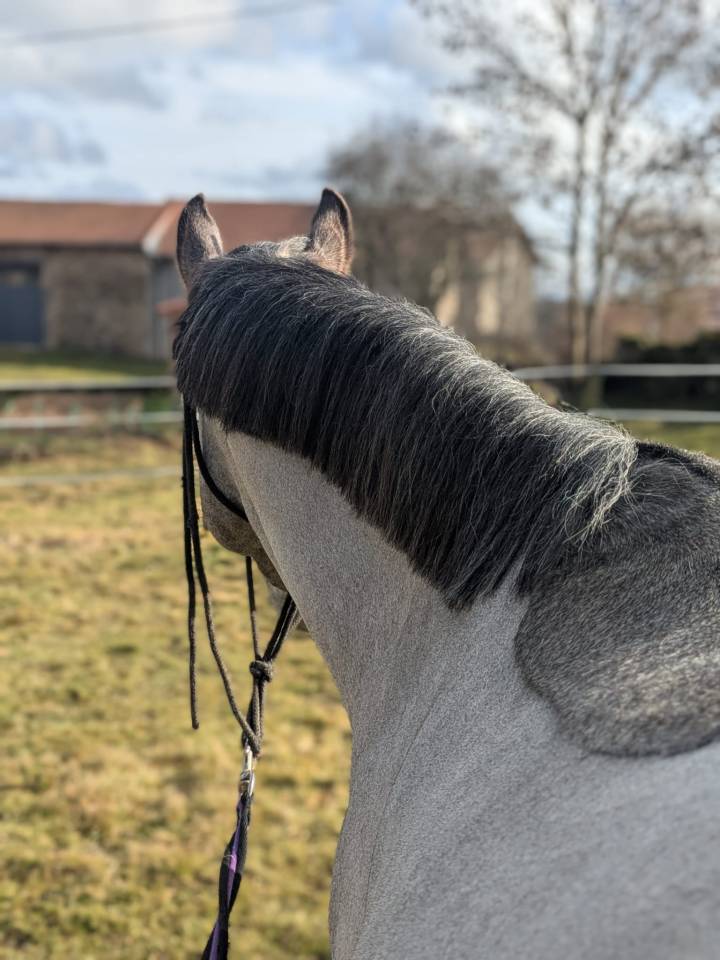 Hengst Welsh Partbred Te koop 2025 Schimmel