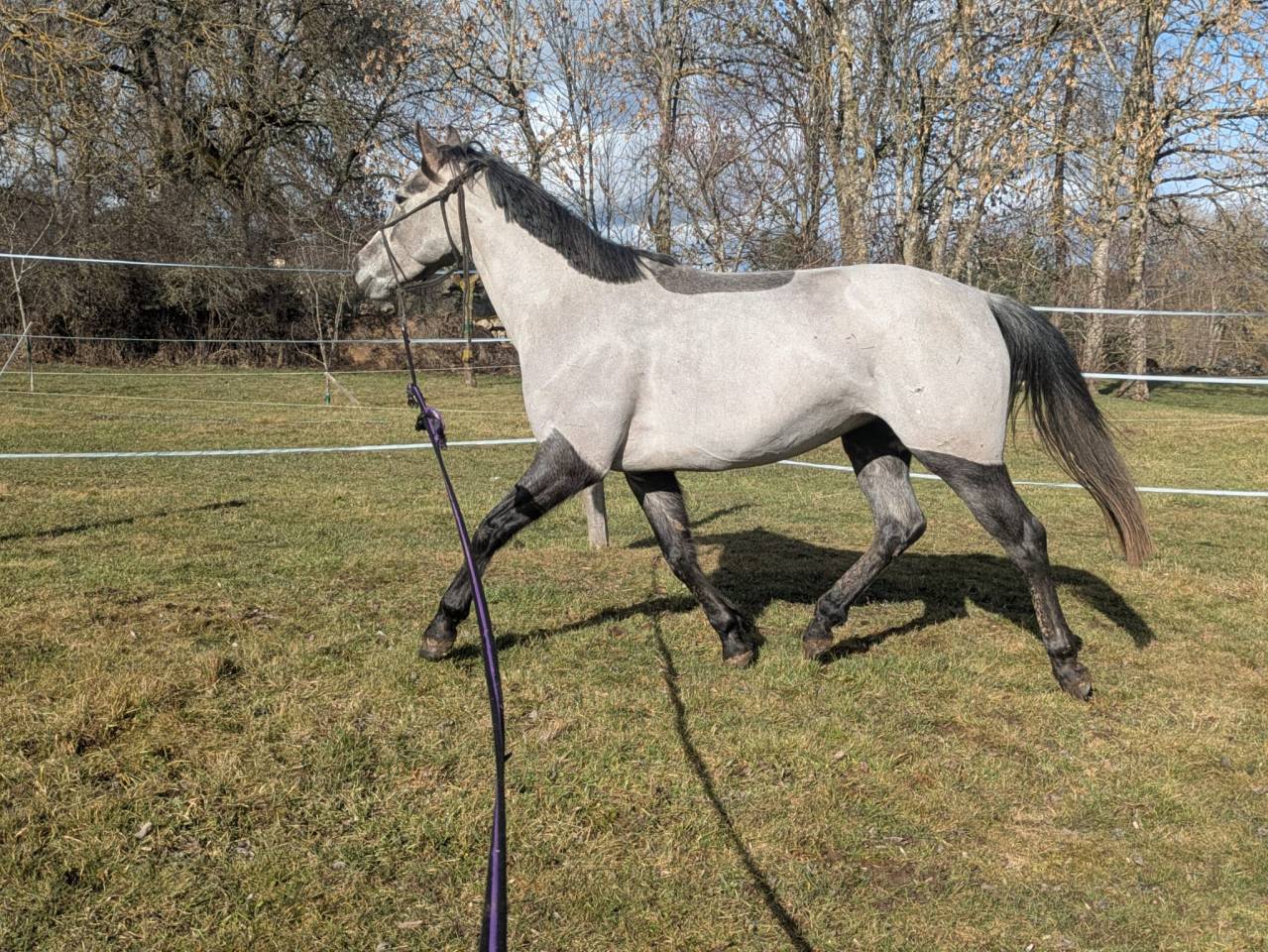 Hengst Welsh Partbred Te koop 2025 Schimmel