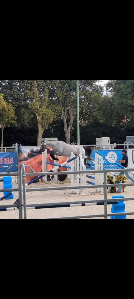 Hengst Welsh Partbred Te koop 2025 Schimmel