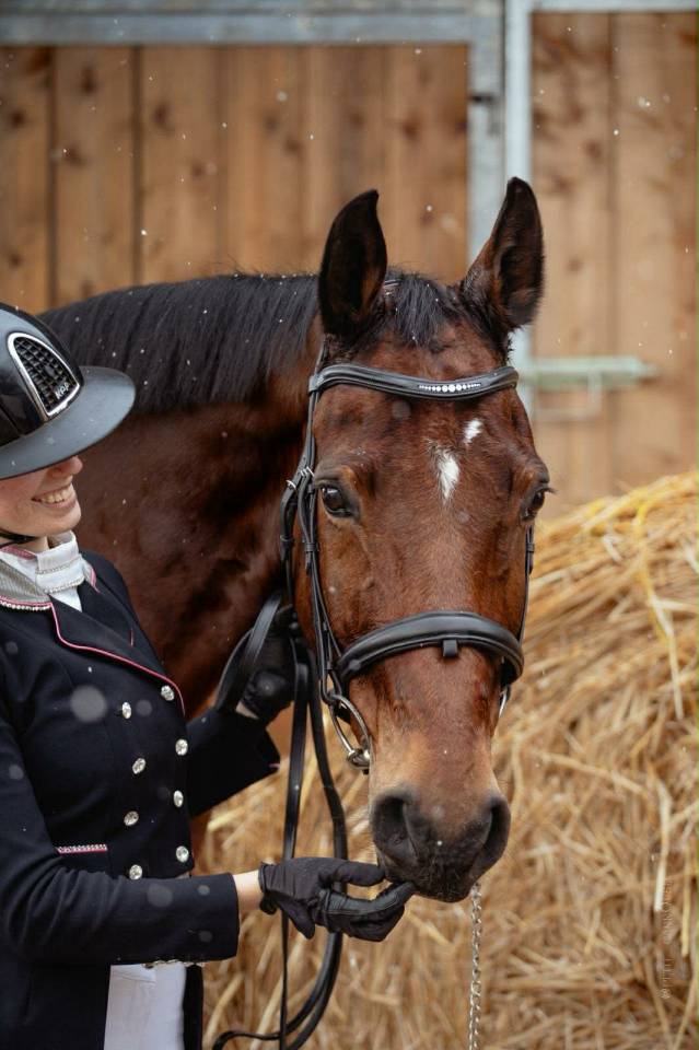 Ruin BWP Belgisch volbloed Te koop 2011 Donker bruin / bai