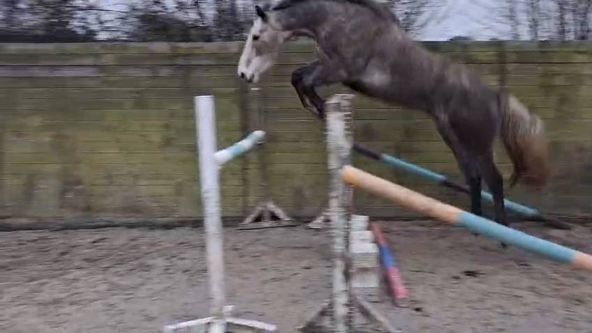 Ruin Rijpaard Te koop 2021 Schimmel ,  CAP KENNEDY