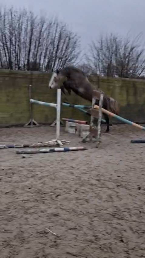 Ruin Rijpaard Te koop 2021 Schimmel ,  CAP KENNEDY