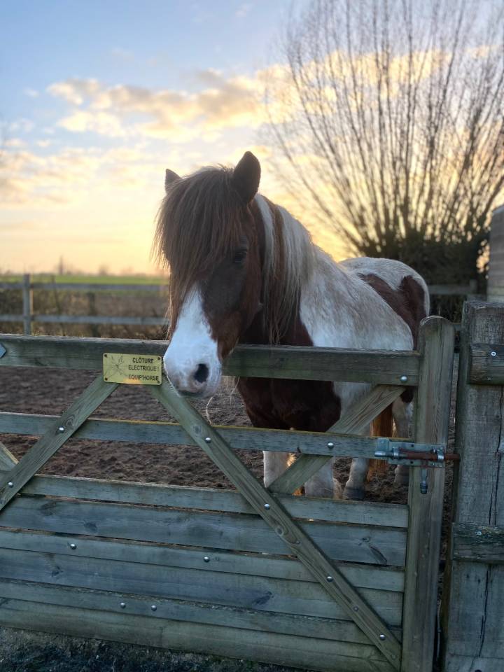 Ruin Ras onbekend Te koop 2006 Bont