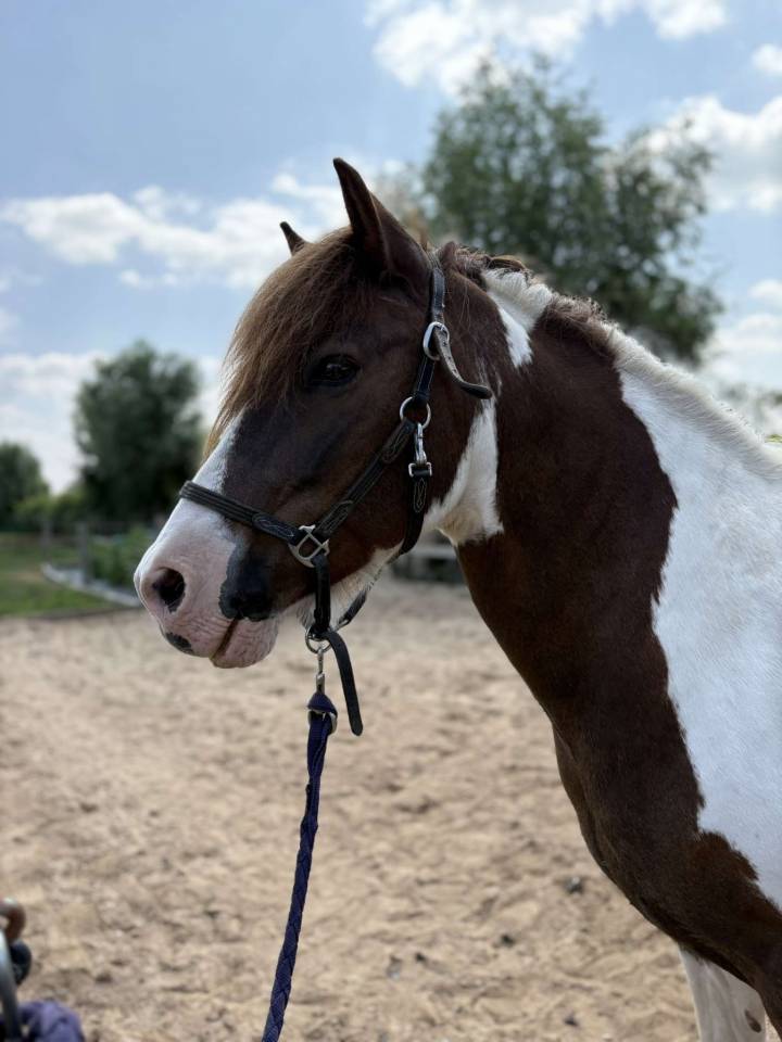 Ruin Ras onbekend Te koop 2006 Bont