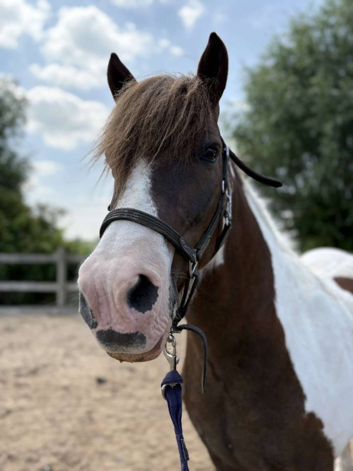 Ruin Ras onbekend Te koop 2006 Bont