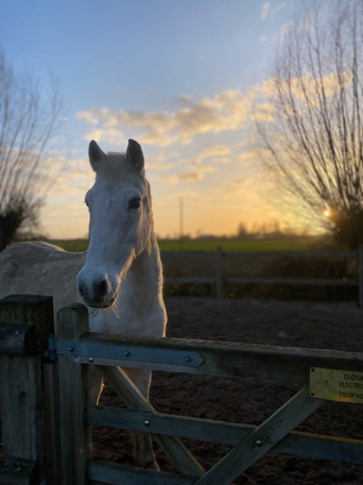 Ruin Ras onbekend Te koop 2000 Schimmel