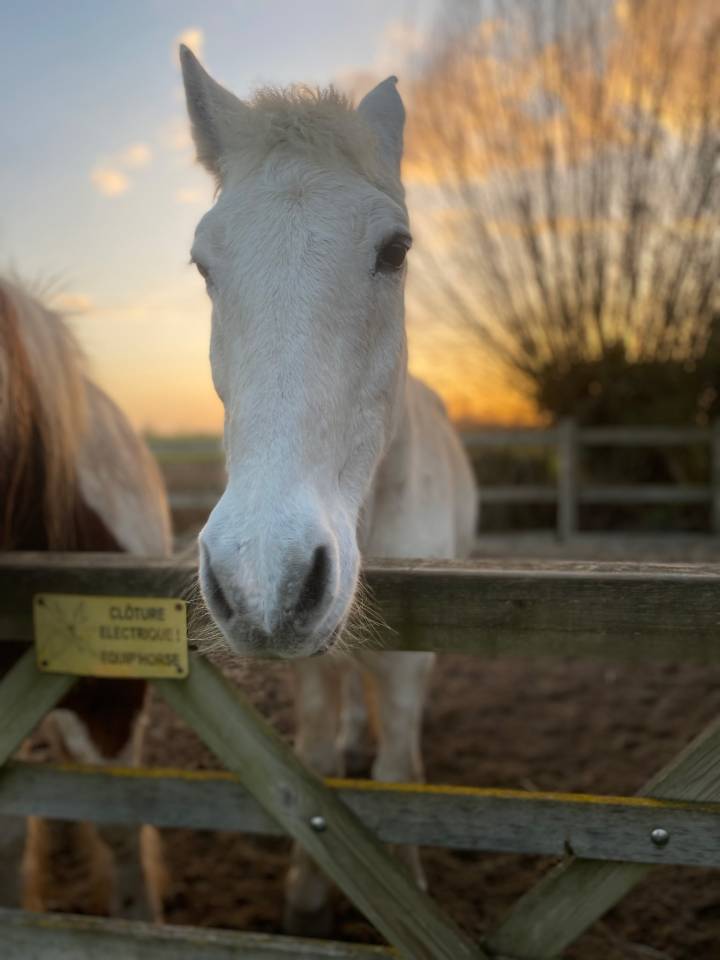 Ruin Ras onbekend Te koop 2000 Schimmel