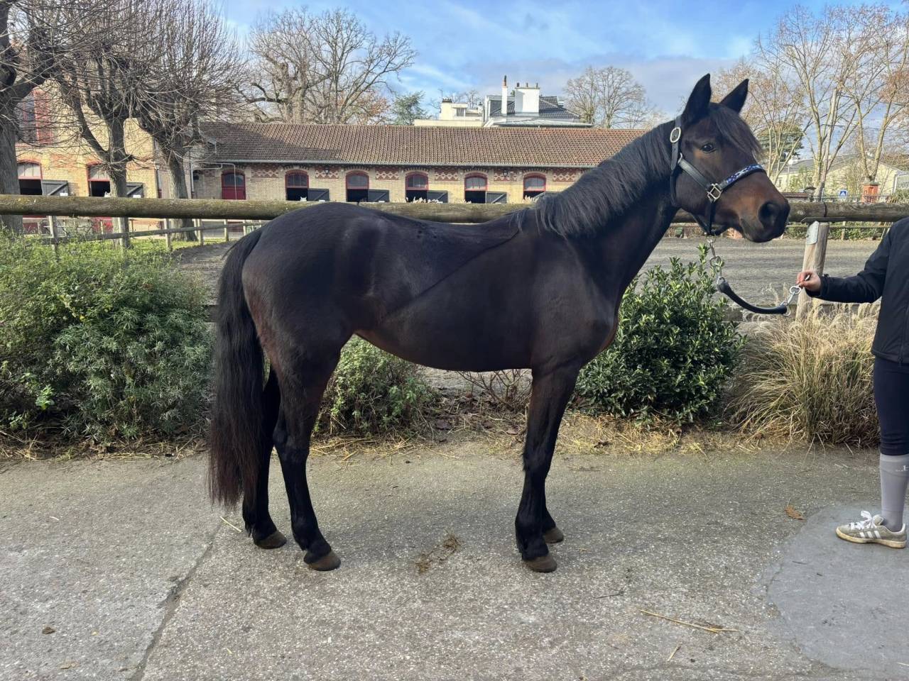 Merrie New Forest Te koop 2021 Donker bruin / bai ,  Birkilds Balboa