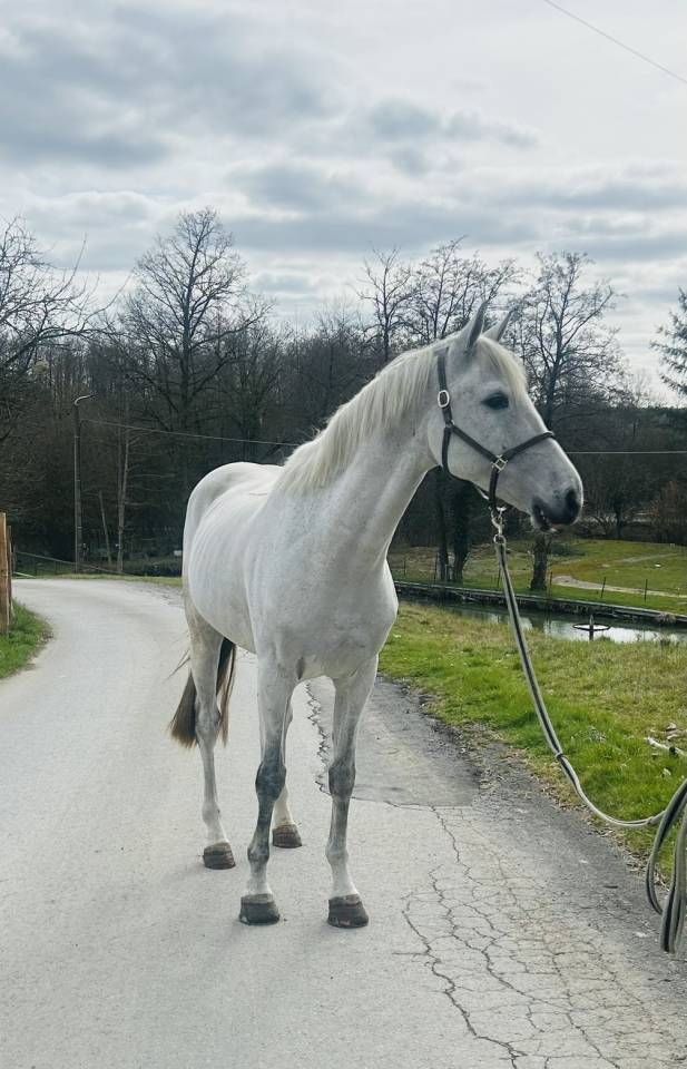 Ruin Andere paarden rassen Te koop 2019 Vos