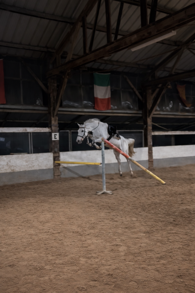 Ruin Andere paarden rassen Te koop 2019 Vos